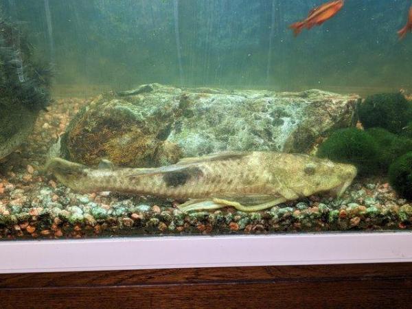 Image 4 of 3 x Tropical Fish Aquarium's for sale
