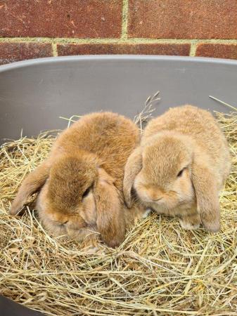 Image 6 of Adorable Dwarf Lop baby Rabbits.