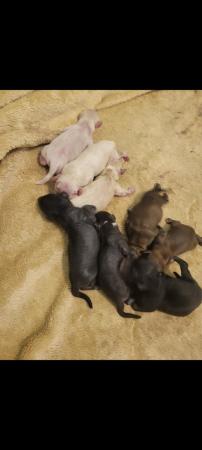 Image 4 of Pedigree Chinese Crested puppies