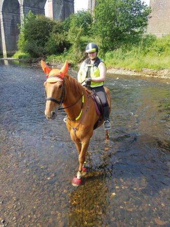 Image 26 of 17hh Irish sports horse gelding for part-loan