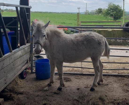Image 3 of White Female Mule for sale