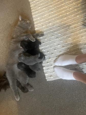 Image 6 of BBSH X Blue/Grey British Tabby kittens 3 available