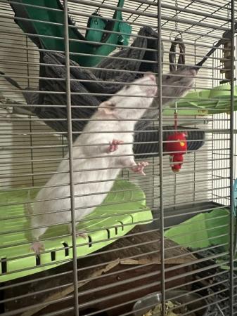 Image 2 of 2 Male Rats (10 months old)