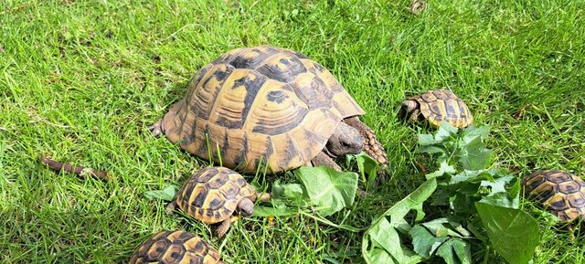 Image 3 of YOUNG (2023 hatched) HERMANNS TORTOISES FOR SALE