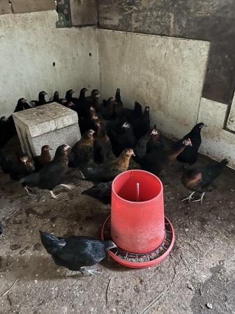 Image 3 of Black rock chickens 18 week old pol