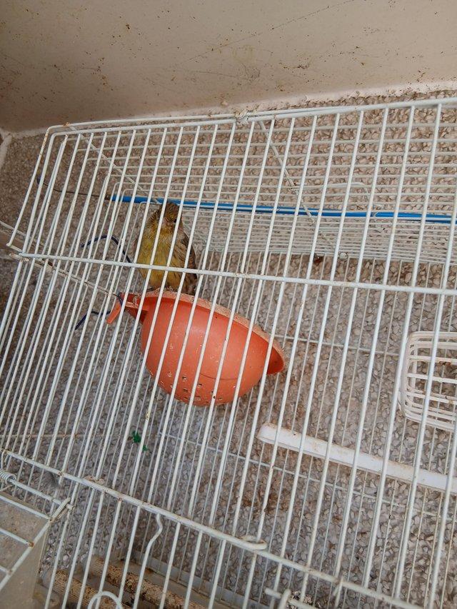 Canary boy and girl £30 each — photo 2 of 4