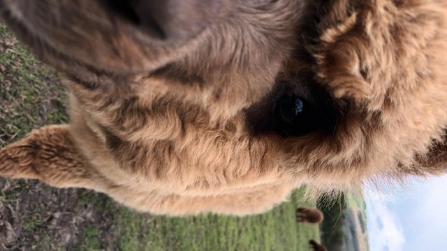 Image 7 of Yearling Alpaca pet males for sale ready to leave
