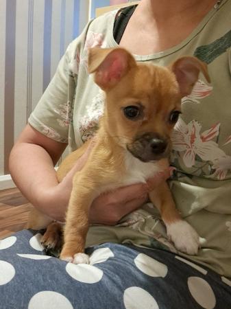 Image 13 of Sweet playful chihuahua puppy Manchester