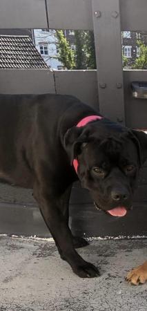 Image 1 of 4 year old male Cane corso