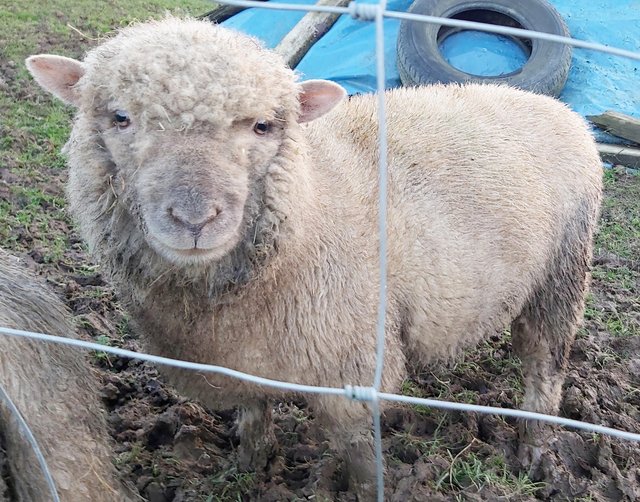 Preview of the first image of Lovely Little 1yr Old Ram Lamb so Cute!.