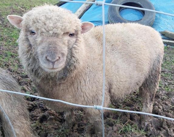 Image 1 of Lovely Little 1yr Old Ram Lamb so Cute!