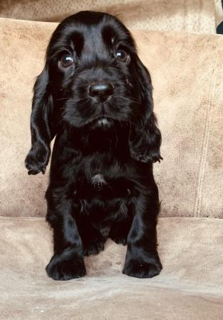 Image 4 of Quality Cocker Spaniel PuppiesReady Now