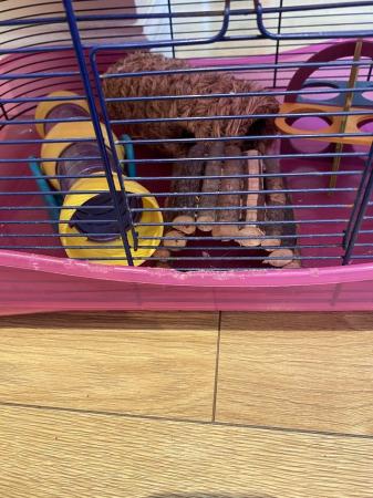 Image 4 of Deluxe three storey hamster cage