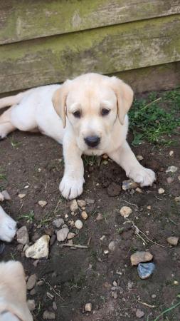 Image 2 of LABRADOR  KC REGISTERED HOME REARED PUPPY . READY NOW