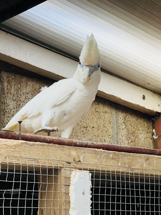 Preview of the first image of Proven Breeding pair of ducorps cockatoo.