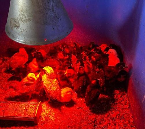 Image 6 of Chicks, Chickens and hatching Eggs for sale