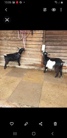 Image 6 of TWIN FEMALE PYGMY GOATLINGS FOR SALE