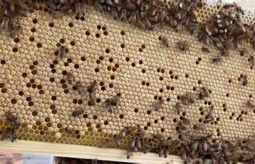 Image 1 of 6 Frame National Nuc of Bees For Spring 2024