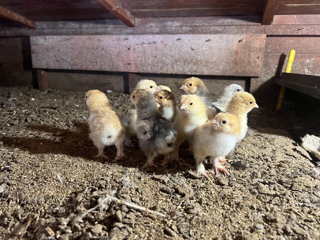 Preview of the first image of Pekin hen with 11 Brahma chicks for sale.
