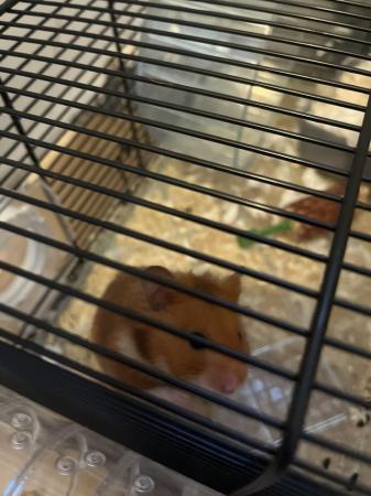 Image 2 of Syrian Hamster for sale
