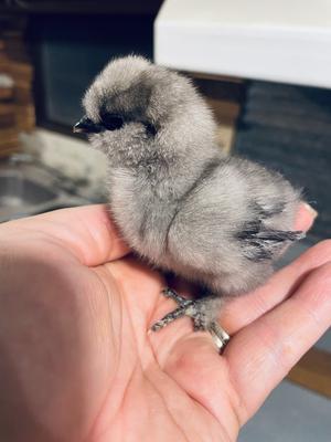 Preview of the first image of Pure Silkie chicks day old +.