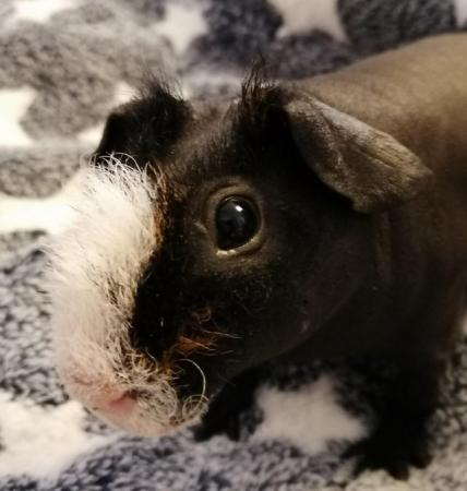 Image 4 of Young skinnypig boar for sale