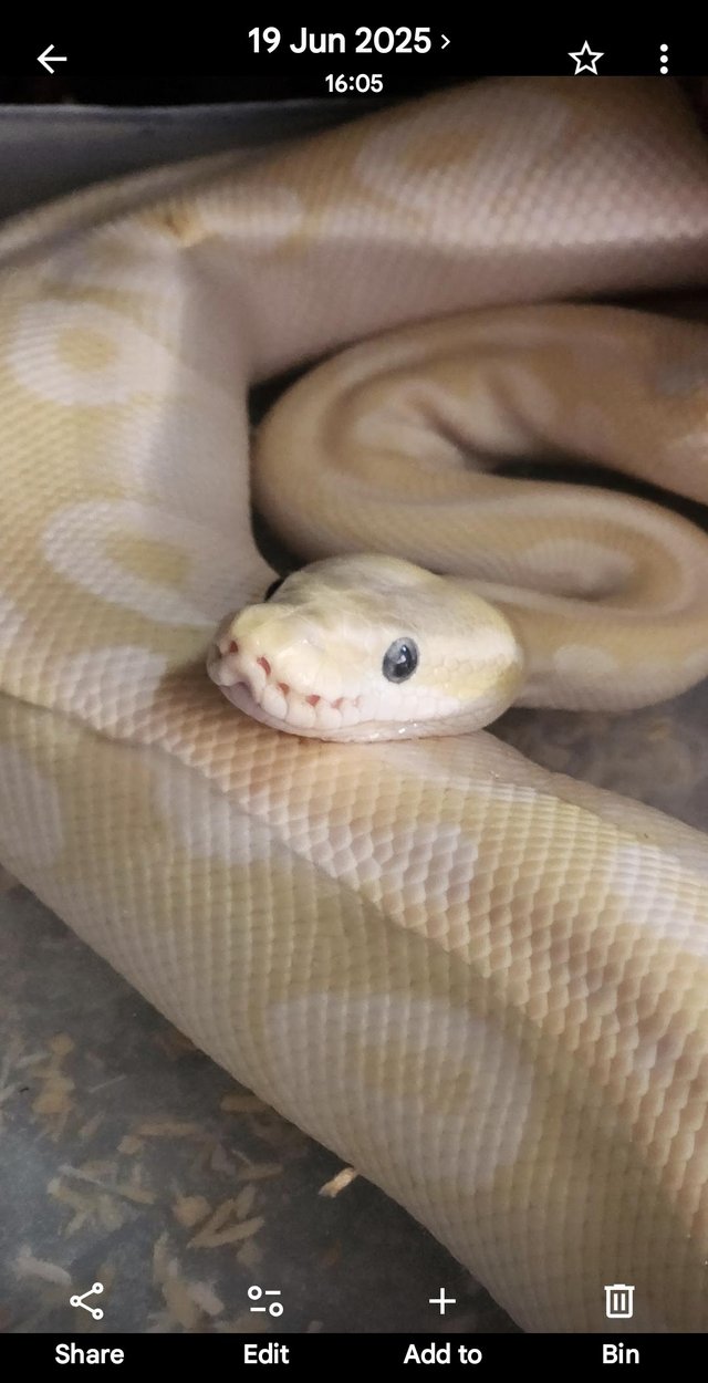 3 snakes for sale with complete vivarium