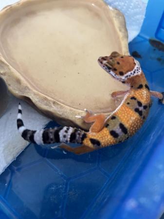 Image 3 of High end baby leopard geckos available