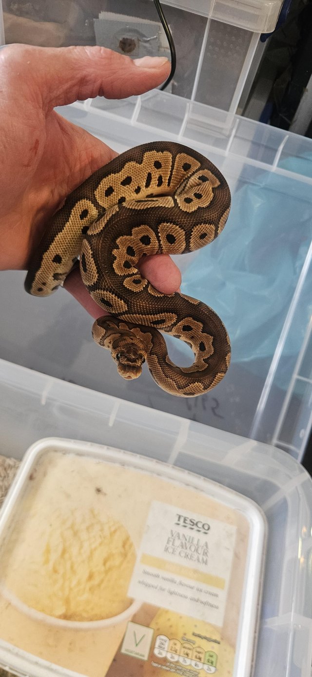 Balls, African House Snake and Bullsnake — photo 3 of 4