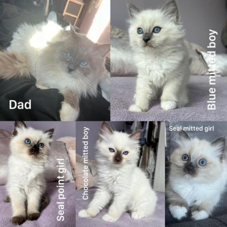 Image 1 of Rare Chocolate Mitted Pure Ragdoll male boy kitten Ready