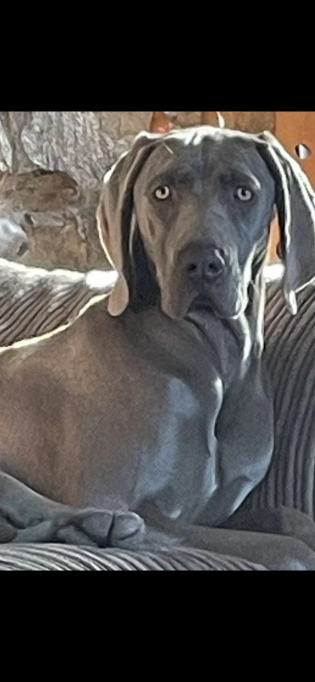 Preview of the first image of Weimaraner bitch for sale 6 years old beautiful temperament.