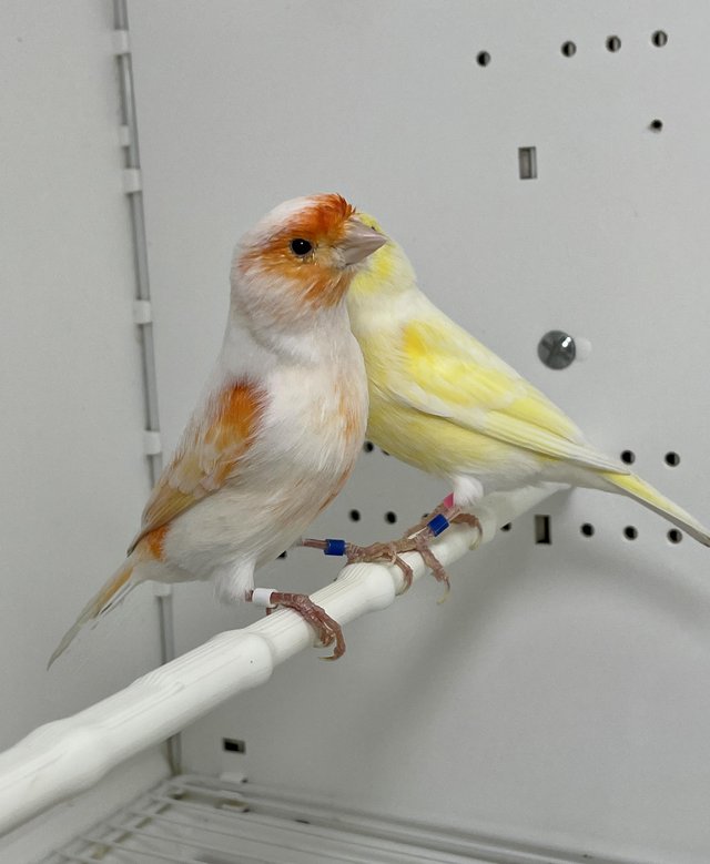 Preview of the first image of Beautiful Pair of Mosaic Canaries For Sale.