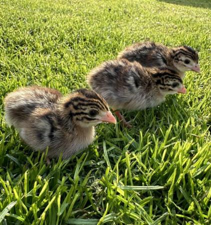 Image 2 of Day old Guinea fowl keets