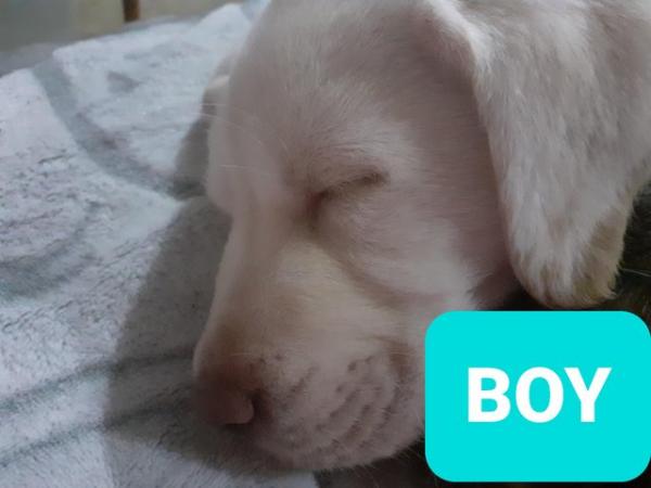 Image 5 of Labrador Puppy - Sparkling eyes!