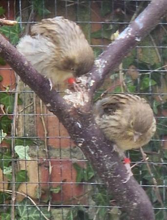 Image 2 of Aviary birds for sale kent