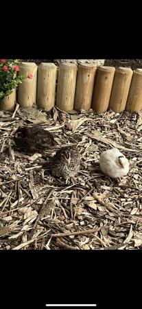 Image 1 of Quail hens for sale 12 moths old laying well