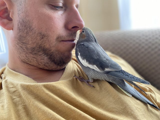 Hand reared, tame juvenile cockatiel — photo 2 of 4