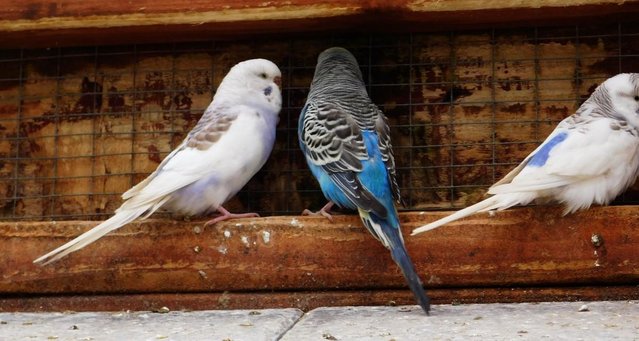 Image 13 of Budgies For Sale. Ideal Pets (Friendly) + Suit for Aviaries