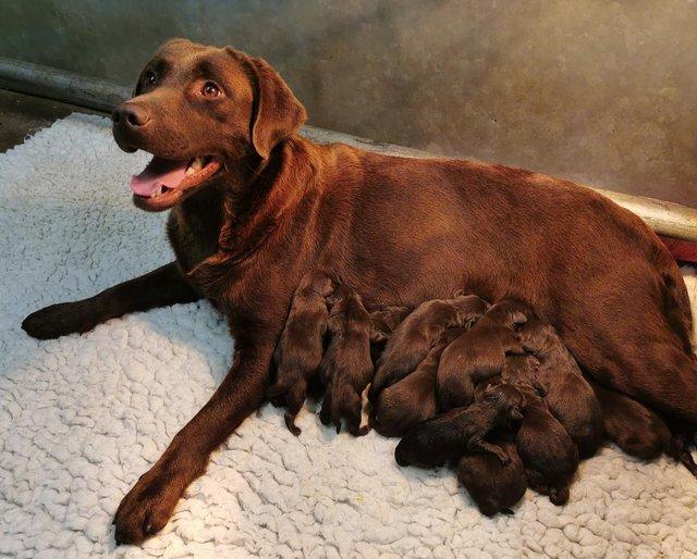Preview of the first image of Stunning KC Chocolate Labrador Puppies.
