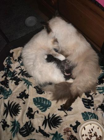 Image 12 of 6 Gorgeous Ragdoll x Mainecoon Kittens
