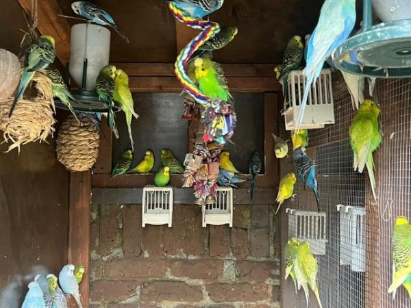 Image 13 of Adorable budgies for sale