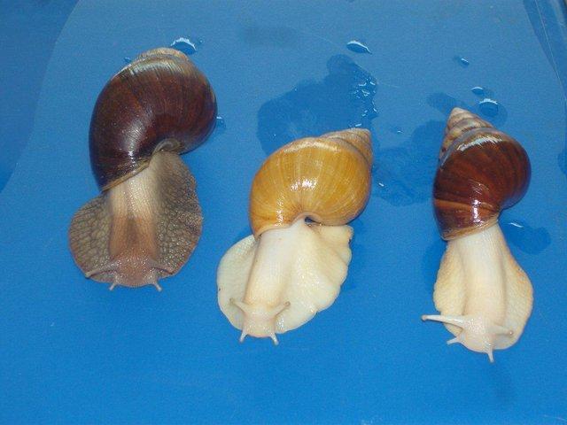 Preview of the first image of ALBINO, JADE & NORMAL GIANT AFRICAN LAND SNAILS..