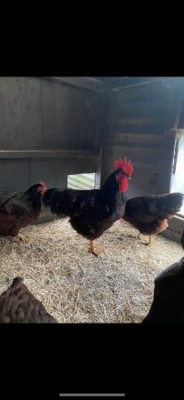 Image 1 of Rhode Island Red male £20