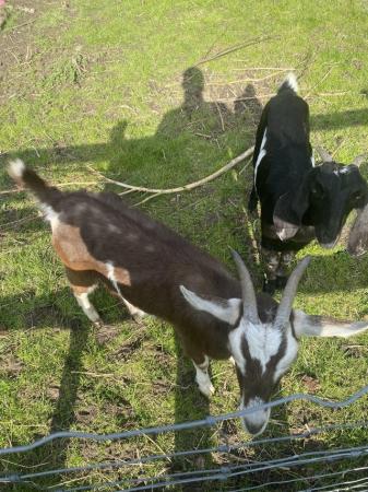 Image 1 of 4 boer cross goats for sale £80 each