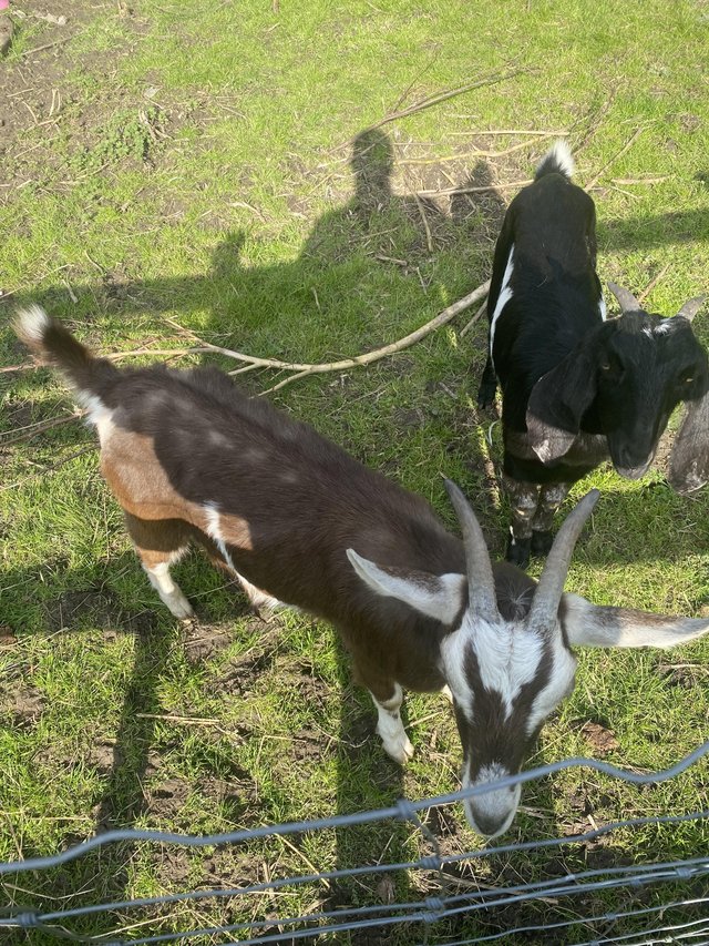 Preview of the first image of 4 boer cross goats for sale £80 each.