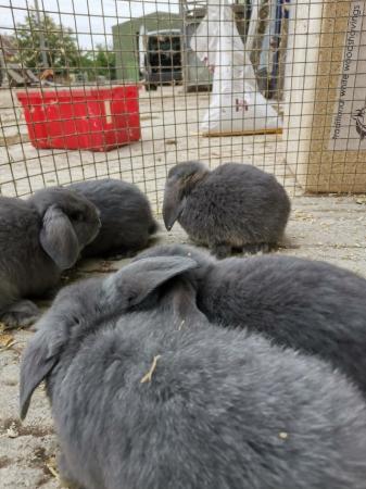 Image 2 of Baby mini lop rabbits 2 for £100