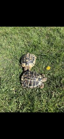 Image 4 of Hermann’s Tortoises male and female