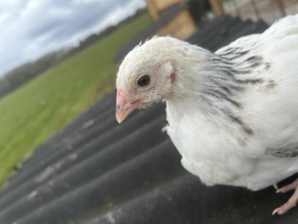 Image 2 of 12weeks old sexed femalelight Sussex large fowl