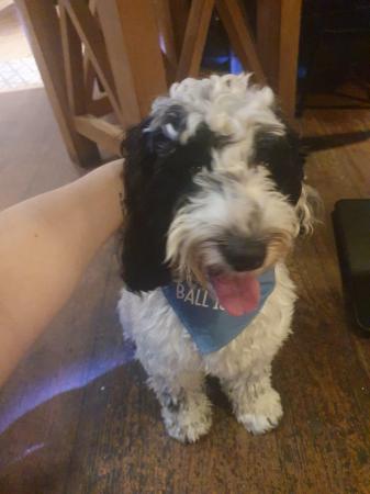 Image 6 of 1 Year Old Male Cockapoo Dog in Need of Good Home