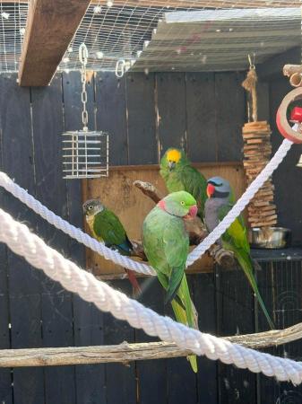 Image 2 of Parrot rehome/rescue service.